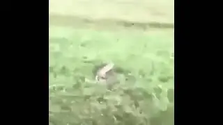 do the juice wrld (hamster meme)