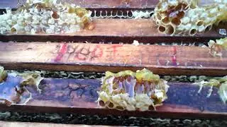pick up the honey in the Alpine hives