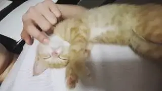 나는 마루 침대... 세상 편하게 자는
