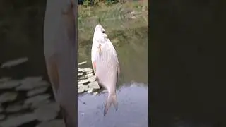 долгожданная рыба