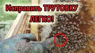 Как исправить семью-трутовку БЕЗ 