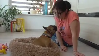 Frenchie puppy introduced to new bed, absolutely loves it