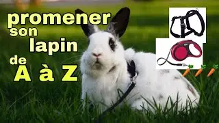 Walking a rabbit from A to Z: putting on and getting used to harnesses, choosing your harness, th...