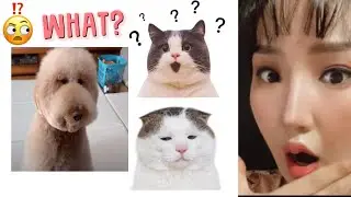ИНФЛЮНСЕР АМЬТАД ГЭНЭ ҮҮ 😳😳  800мянган дагагчтай Youtuber нохой