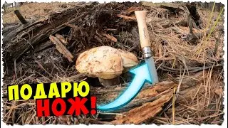 Сбор грибов в ОКТЯБРЕ / БЕЛЫЕ и МАСЛЯТА / КОНКУРС на канале / подарю нож  OPINEL