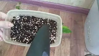 Моё первое видео.Покупки для растений,пересадка хой.#plants #комнатныерастения #растения