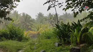 🔴Rain Sounds no Thunders  For Sleeping - Instantly Fall Asleep With Rain and Tired Relaxation