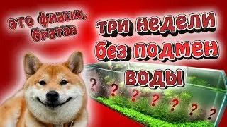 Три недели без подмен. Это фиаско, братан!!!