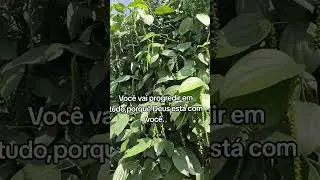 #roça #moringa Maringá #fyp