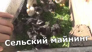 сельский манинг