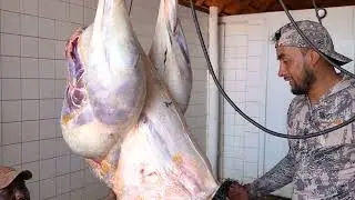 Como Limpiar El Ave Más Grande Del Mundo