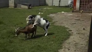 Když na kozla přijdou chutě :-)