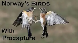 Capturing Norway's Winter Birds with Pro Capture on the OM-1 Mk2 and the 150-400mm Lens