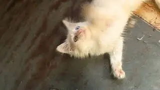 Чернобыльский кот