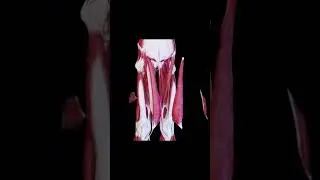 Мышцы