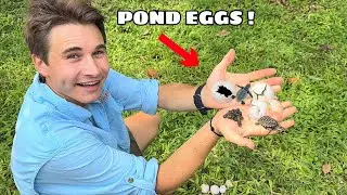 THE POND MONSTERS ARE FINALLY HATCHING ! WHAT NOW ?!