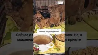 Четыре очаровательных щеночка в поисках дома!🐶