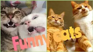крутые котики🐈приколы🐱смешная подборка видео про котов
