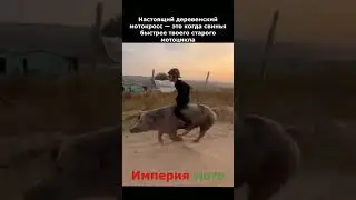 Настоящий деревенский мотокросс — это когда свинья быстрее твоего старого мотоцикла