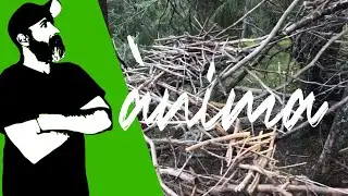 Ànima II (16/09/2020 update #2) - land art sculpture in a Norwegian forest