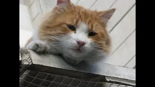 Тапочки   -  танец