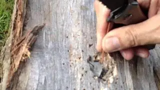 Shotgun versus firewood