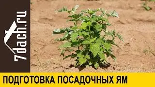 🌿 Подготовка посадочных ям для смородины, крыжовника и малины. Важно знать разницу! - 7 дач