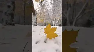 Первый снег! Осень и уже зима… #олявполе #первыйснег #радость #дети #любование #осень #снег #красота