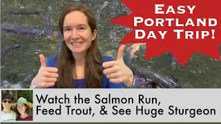 Witness the Salmon Run, Feed Trout, and See Giant Sturgeon on this Easy Day Trip from Portland