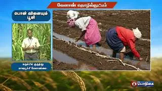 கரும்பில் குருத்து மாவு பூச்சி மேலாண்மை