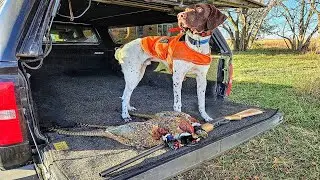 I Finally Got My Limit of Nebraska Pheasant After 10 YEARS!