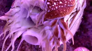 Наутилус. Моллюски.