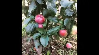 Grafting a pear onto an apple tree. How to reformat a tree.