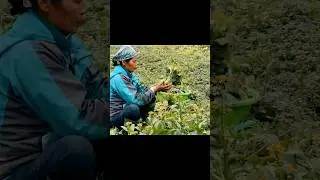 Harvesting vegetables, go to market sell #harvest #harvesting #lythica #farm #farmer #freebushcraft
