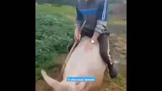 ахаххахах тг: обычный пряник #смешно #мем #ржака #cat #sigma #свинья #дед