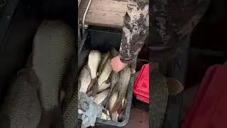 Такого количества язей мы еще не ловили 😳