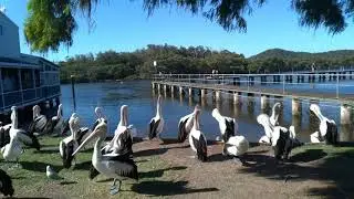 Pelicans at the Woy Woy Fishermen's Wharf