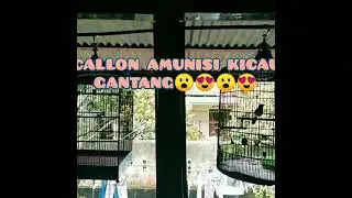 😮😮 ON PROSES CALON DUO AMUNISI KICAU SI ROPEL OCONG AND SI PASER BABY🤔