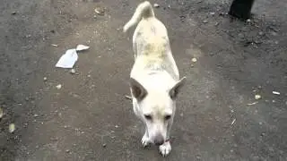 Susie the great dog 2