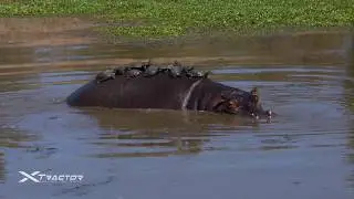 South Africa: Kruger Park