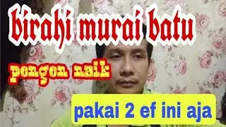 cara menaikan birahi murai batu dengan 2 ef ini