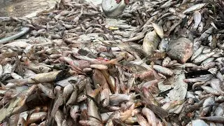 #Hong Ngu Market# Filmed on December 21, 2025