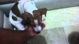 Lazy eater