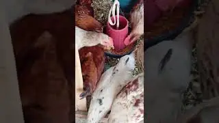home grown organic chicken