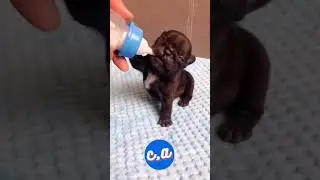 #cachorrinho