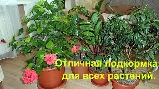 удобрение соком алоэ