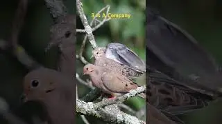 3 Doves Just Chllin | Canon R7 with RF 800mm F11 lens.