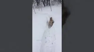 Воспитание ЗСЛ
