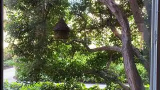 Doves Building Their Nest