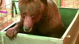 Медведь бросился на видео блогера